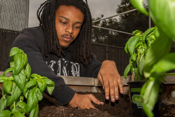 Young Black student planting basil.