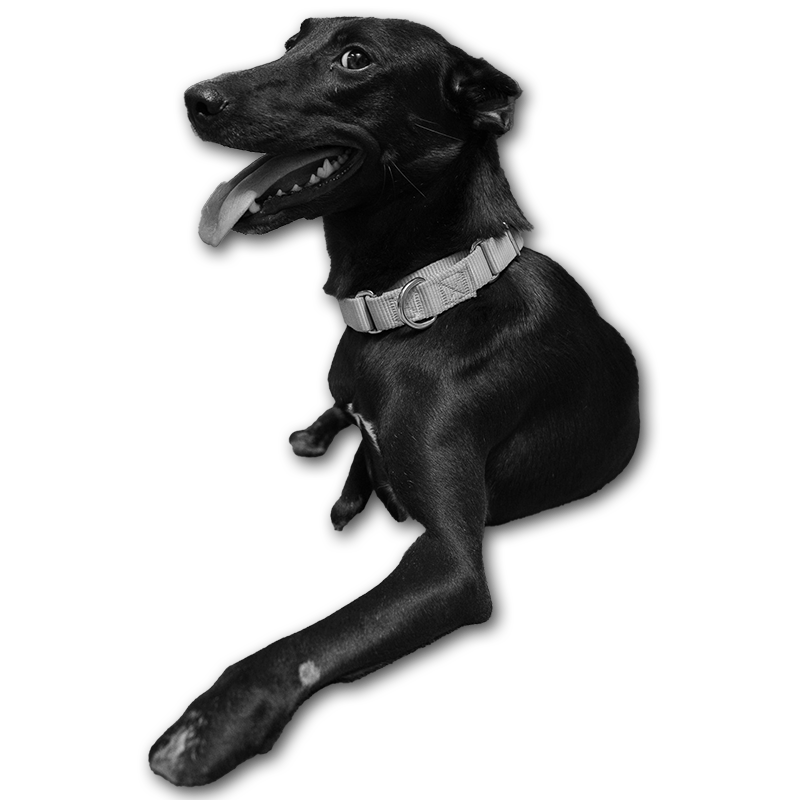 Zoe, a dog with a short dark coat. She does not have paws and her ears are cut short.