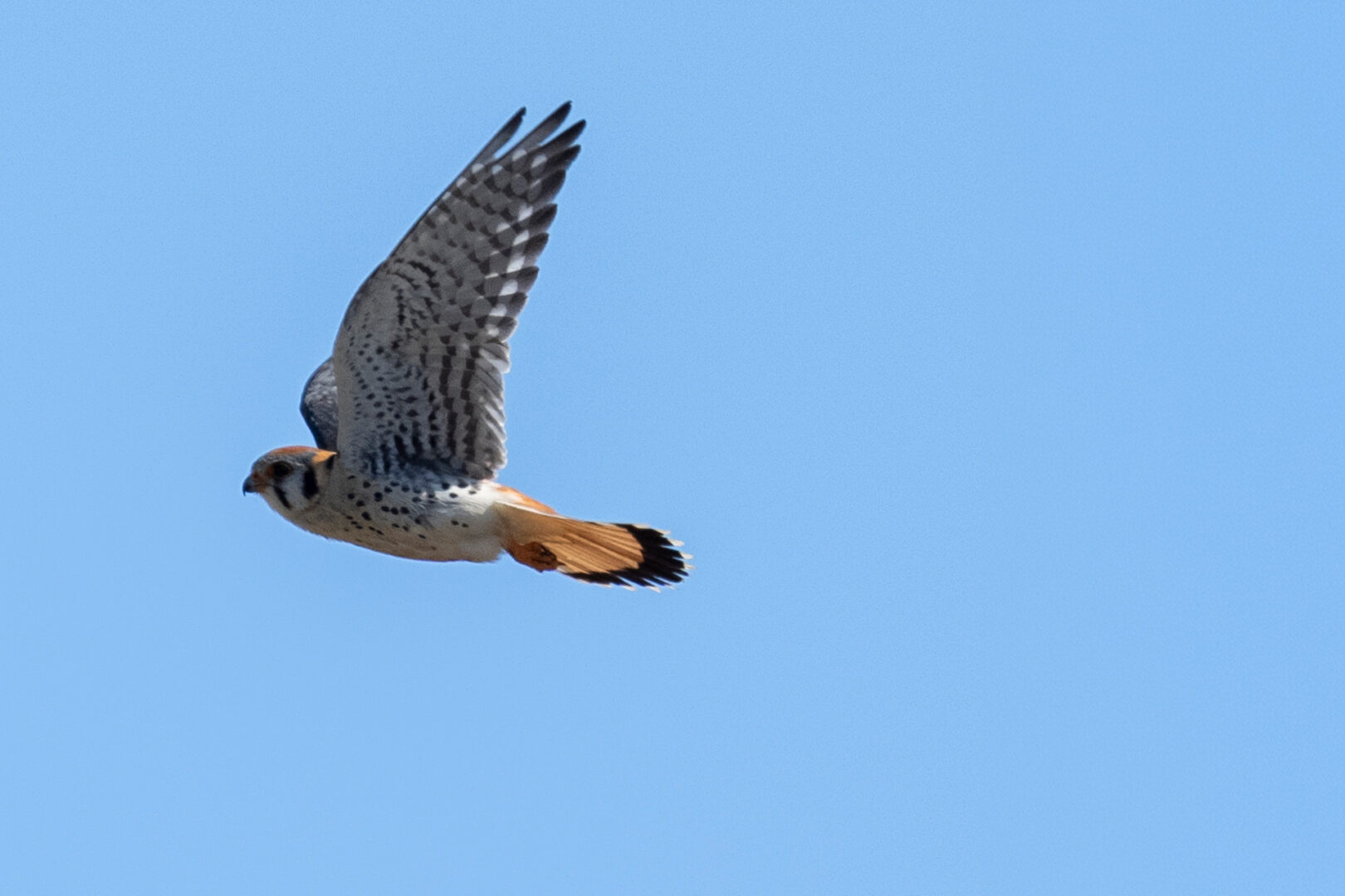 American Kestrel in flight